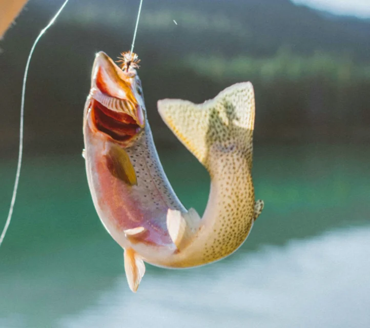 A fish flapping on a hook.