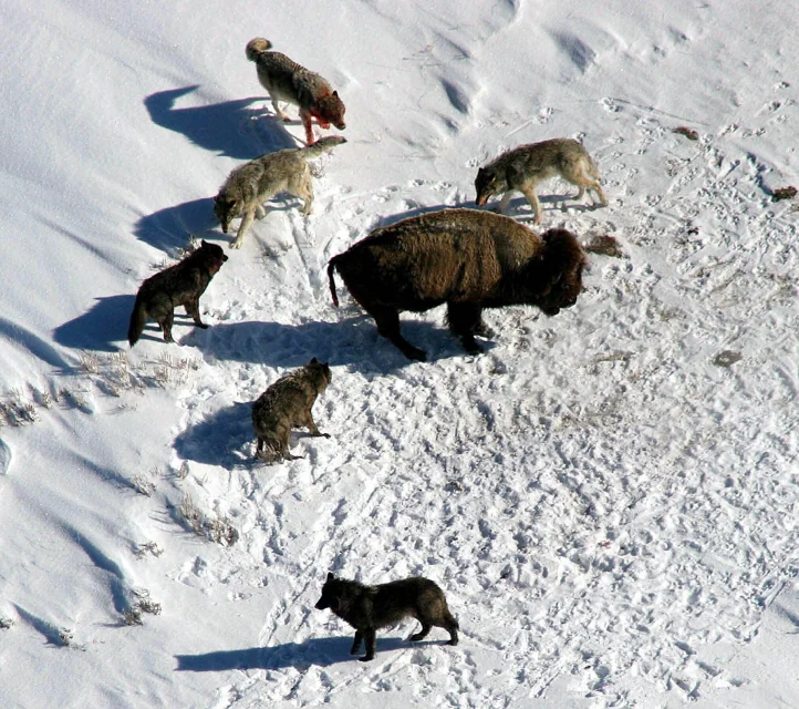 A buffalo surrounded by wolves.