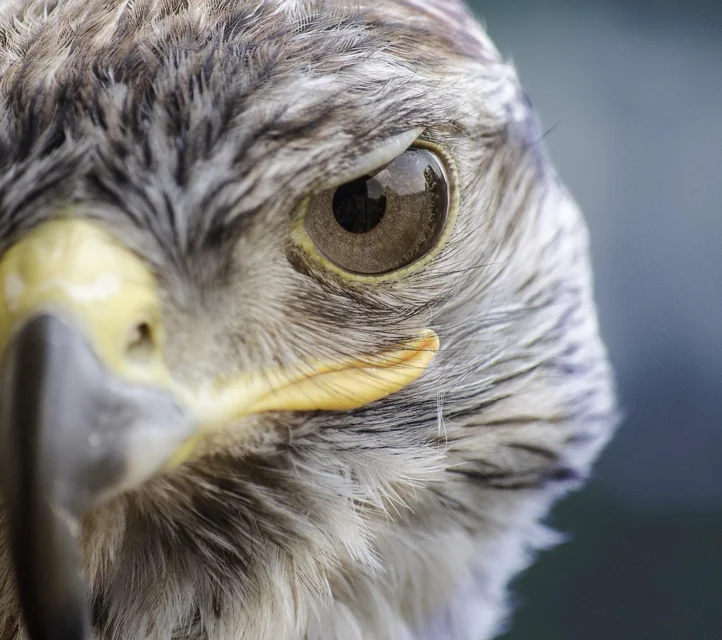 A closeup of a falcon staring back at the viewer.