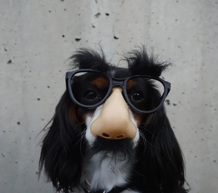 A cocker spaniel in Groucho glasses.